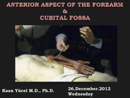 Anterior aspect of the forearm & Cubital fossa-2012