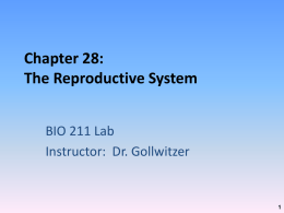 Chapter 28: Reproductive System