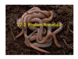 27-2 Phylum Annelida - Ms. Sidhu's Biology Website
