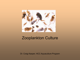 Zooplankton Culture - Hillsborough Community College