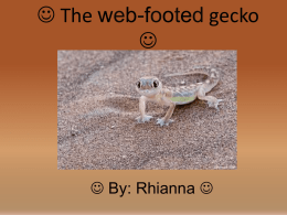 The webbed-foot gecko