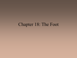 Chapter 18: The Foot - Kent City School District