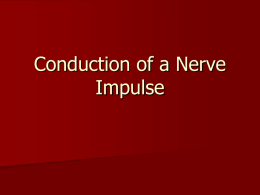 Conduction of a Nerve Impulse