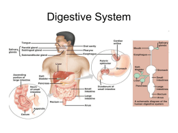 Digestive System - Pittsfield Public Schools