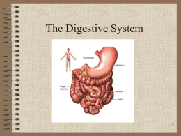Digestive System - Health and Science Pipeline Initiative