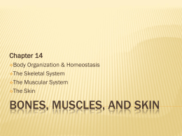 Bones, muscles, and skin