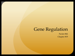 Gene Regulation - Blanche Ely High School