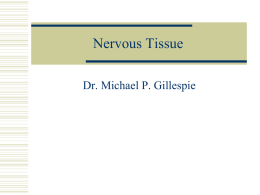 Nervous Tissue - Chiropractor Manhattan | Chiropractor New
