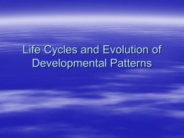 Life Cycles and Evolution of Developmental Patterns