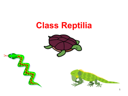 Class Reptilia - Akron Central Schools / Overview