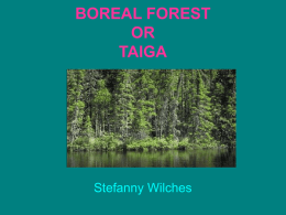 BOREAL FOREST OR TAIGA