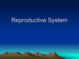 Reproductive System - North Seattle College