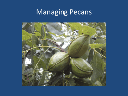 Managing Pecans