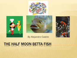 The Half Moon Betta Fish Powerpoint