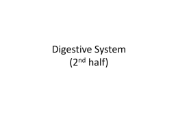 Digestive System (2nd half)