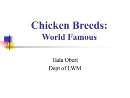 Chicken Breeds_World Famous