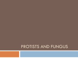 Protists and Fungus