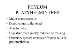 PHYLUM PLATYHELMINTHES