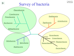Survey of bacteria