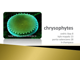 chrysophytes - Bio Resource Site