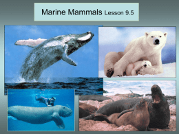 Marine Mammals Lesson 9.5