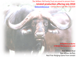 Izinduli Buffalo Herd