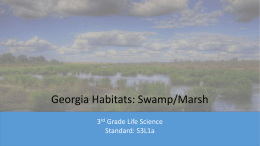 Georgia Habitats: Swamp/Marsh