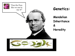 Genetics - Mendelian Inheritance & Heredity Lecture PowerPoint