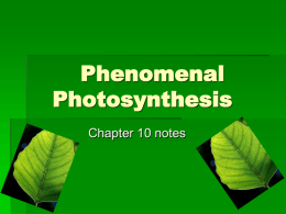 Phenomenal Photosynthesis