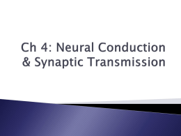Ch 4: Synaptic Transmission