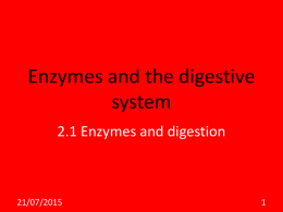 Enzymes and the digestive system