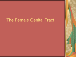 The Female Genital Tract