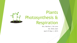 Plants Photosynthesis & Respiration