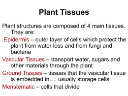 Plant Tissues - Ursuline High School