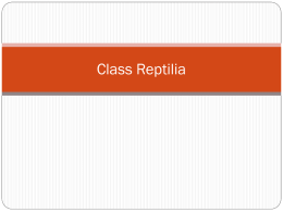 Class Reptilia