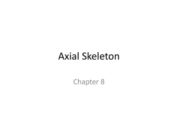 Axial Skeleton