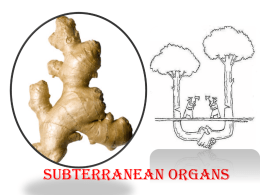 Subterranean Organs - Suez Canal University