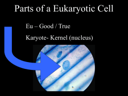 Parts of a Eukaryotic Cell - Downey Unified School District