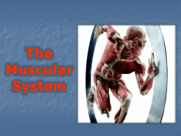 Muscle Tissue - Drage Homepage