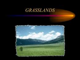 PowerPoint Presentation - GRASSLANDS AND SAVANNAS