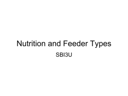 Nutrition and Feeder Types
