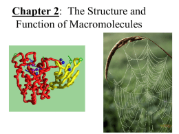 Chapter 5: The Structure and Function of Macromolecules