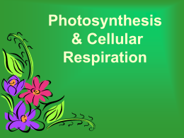 Photosynthesis & Respiration