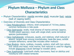 Phylum Porifera &ndash; Diversity and Structure