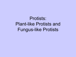 Protists: Plant-like Protists and Fungus