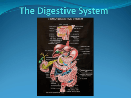 The Digestive System - San Pedro High School