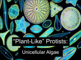 Plant-Like” Protists: - Emerald Meadow Stables