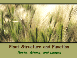 plant structure & function