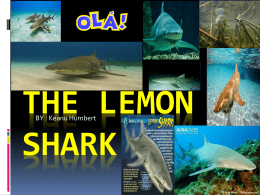 The Lemon Shark Powerpoint