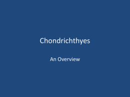 Chondrichthyes - Great Neck Public Schools